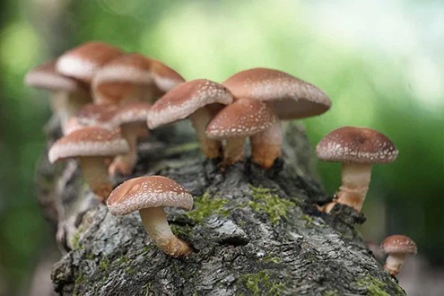 Organic Shiitake Lentinula edodes Organic Shiitake Lentinula edodes